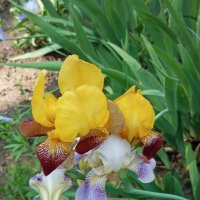 ***** :: Елена Семигина ***** :: Елена Семигина