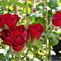 Время роз. :: Валерия Комова Время роз. :: Валерия Комова