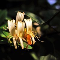 Украшенние перед домом :: Юрий Гайворонскiий Украшенние перед домом :: Юрий Гайворонскiий