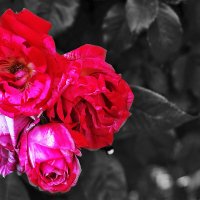 Розочки :: Юрий Гайворонскiий