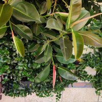 фикус на нашей улице! :: Светлана Хращевская фикус на нашей улице! :: Светлана Хращевская