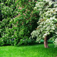 Цветущий июнь :: Aida10 Цветущий июнь :: Aida10