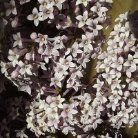 Сирень :: Freddy 97 Сирень :: Freddy 97