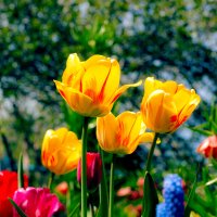 Тюльпаны :: Татьяна Семенова