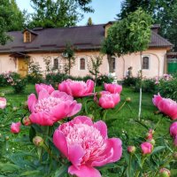 ПИОНЫ Июня :: Валентина. .