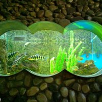 Аквариум в ростовском зоопарке :: Нина Бутко