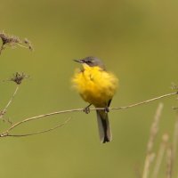 желтая трясогузка :: Светлана 