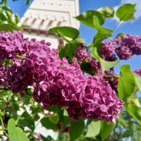 Сирень :: Сапсан 