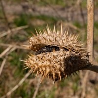 Шипастое... :: Николай Гирш Шипастое... :: Николай Гирш