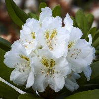 Рододендрон Великолепный Сердцевидный :: Минихан Сафин