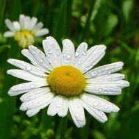 Картинка лета :: Милешкин Владимир Алексеевич Картинка лета :: Милешкин Владимир Алексеевич