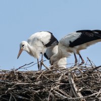 Дружная семейка. :: Виктор Иванович Чернюк