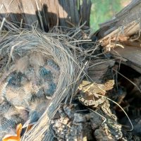 Птенцы дроздов :: Любовь Сахарова