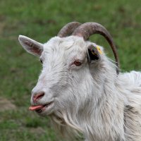 Козёл он и в Африке козёл... :: Андрей Катков