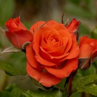 Роза :: Игорь Сикорский