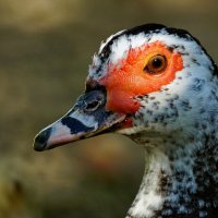 из серии " Когда я был в станице..." :: Николай Саржанов