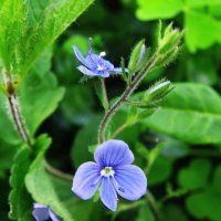 Нежность вероники :: Людмила Смородинская