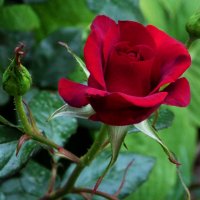 Бархатная роза :: Валентин Семчишин