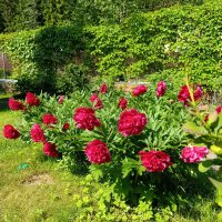 С добрым утром, друзья! :: tatiana 