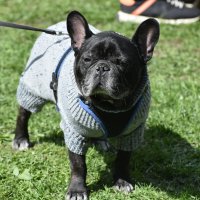 Москва. Парад французских бульдогов в усадьбе «Воронцово». :: Наташа *****