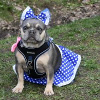 Москва. Парад французских бульдогов в усадьбе «Воронцово». Дама. :: Наташа *****