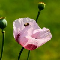 За мёдом :: Юрий. Шмаков