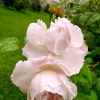 Розы в каплях дождя. :: VasiLina * Розы в каплях дождя. :: VasiLina *