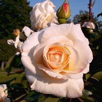 Роза. :: VasiLina *