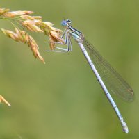 *** :: Надежда Куркина 