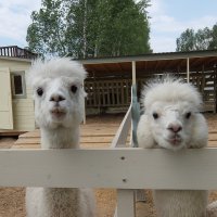 Дратути! Как дела? :: Люба Дратути! Как дела? :: Люба