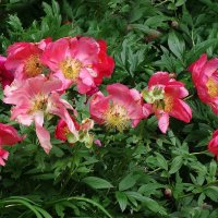 Пион :: Рита Симонова