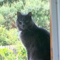 Басик на даче :: Ольга Довженко