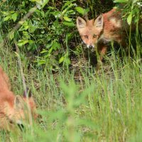 лисички-сестрички :: vg154 