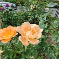 ,,, :: Сергей Тимоновский