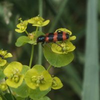 ** :: Зоя Мишина