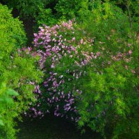 Куст сирени... :: Юрий Куликов Куст сирени... :: Юрий Куликов