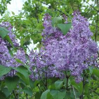 Сирень :: Freddy 97