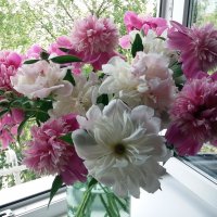 Время пионов :: Galina Solovova