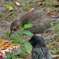 Скворчонок :: Александр Чеботарь Скворчонок :: Александр Чеботарь