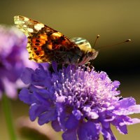 Утро бабочки :: Юрий. Шмаков