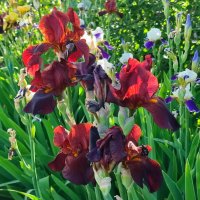 Ирисы. :: Валентина Богатко 