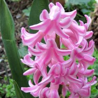 Гиацинт :: Валерий Гиацинт :: Валерий