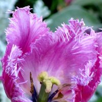 Tюльпан :: Валерий 