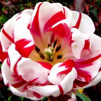 Tюльпан :: Валерий Tюльпан :: Валерий