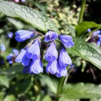 Июньское цветение окопника. :: Лия ☼