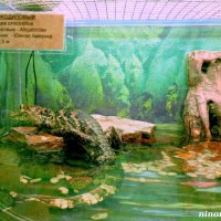 Аквариум в ростовском зоопарке :: Нина Бутко Аквариум в ростовском зоопарке :: Нина Бутко