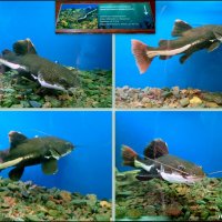 Аквариум в ростовском зоопарке :: Нина Бутко Аквариум в ростовском зоопарке :: Нина Бутко