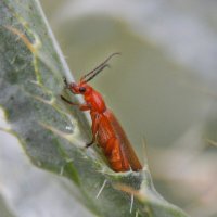 Мягкотелка - жук пожарник :: Надежда Куркина Мягкотелка - жук пожарник :: Надежда Куркина