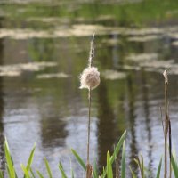 Стрельна. Орловский парк :: Наталья Герасимова