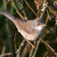 Славка серая :: Владислав Иопек Славка серая :: Владислав Иопек